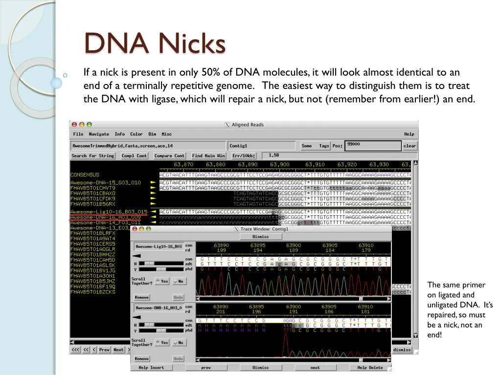 dna nicks 1