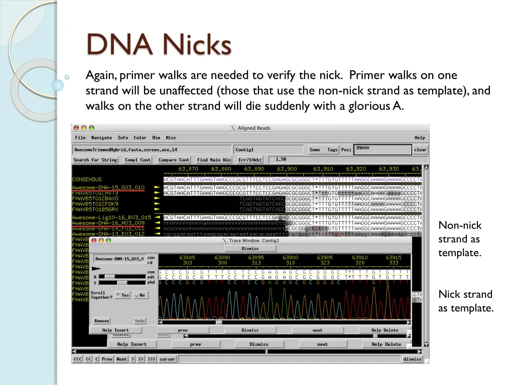 dna nicks again primer walks are needed to verify