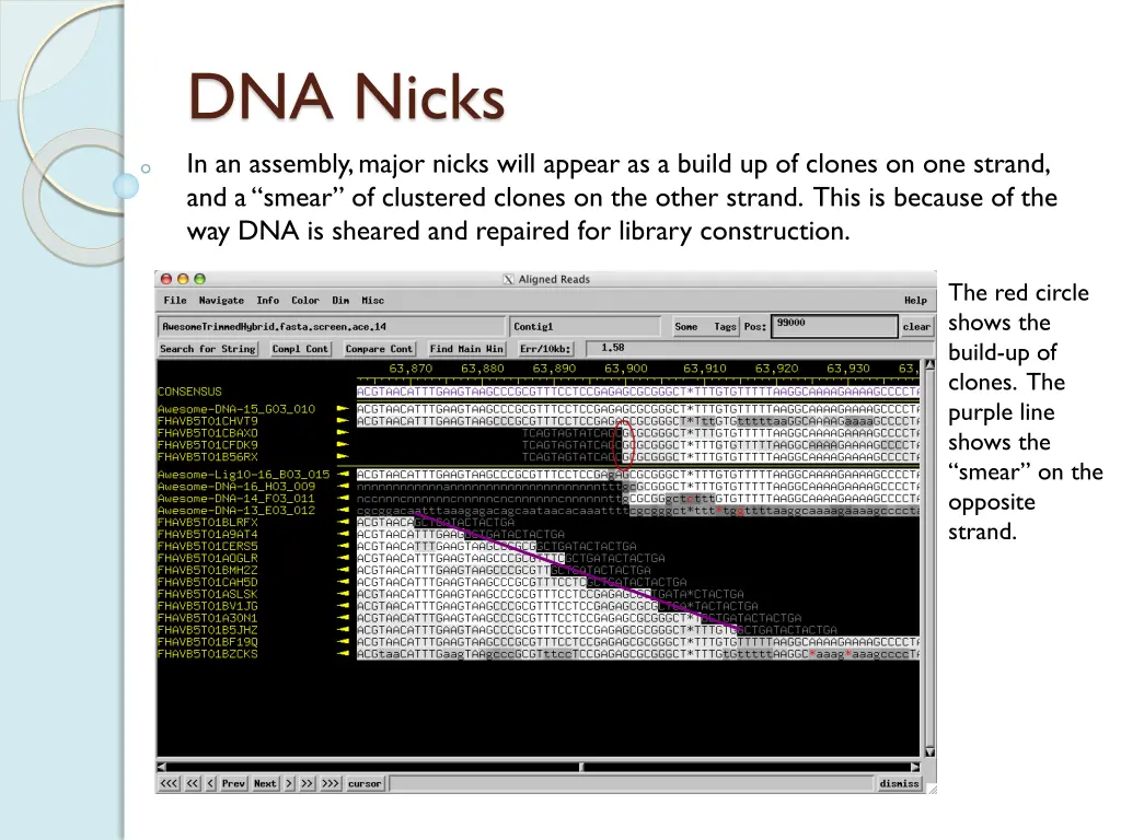 dna nicks in an assembly major nicks will appear