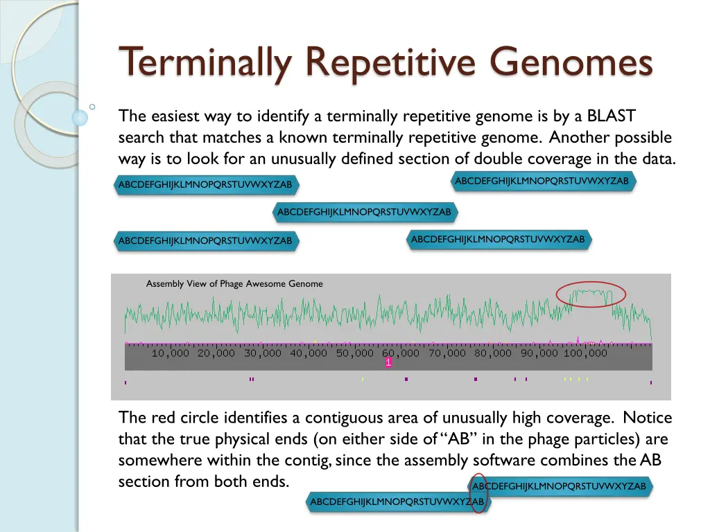 terminally repetitive genomes 1