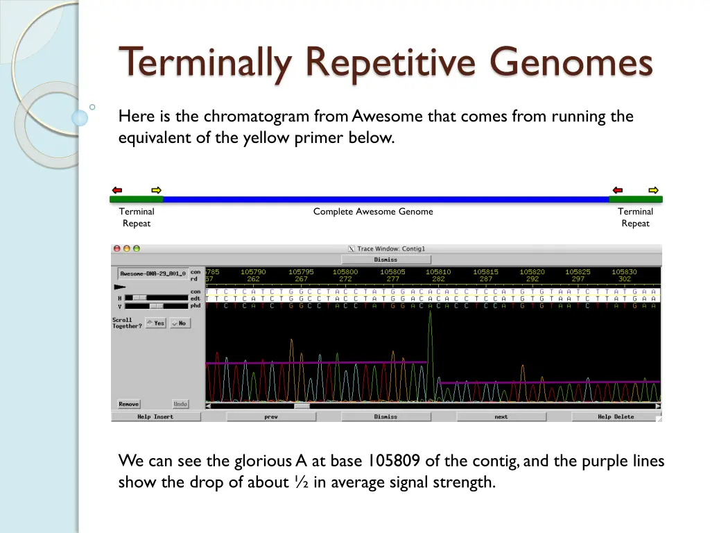 terminally repetitive genomes 3