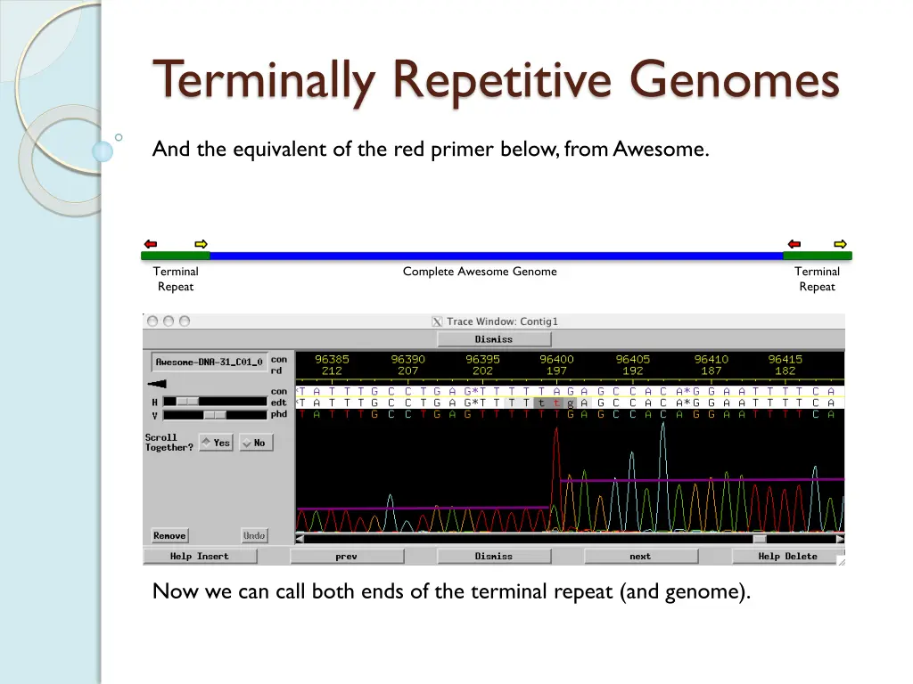 terminally repetitive genomes 4