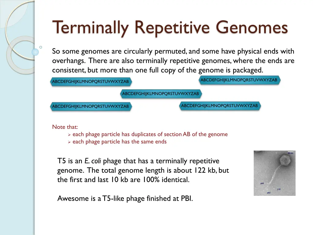 terminally repetitive genomes