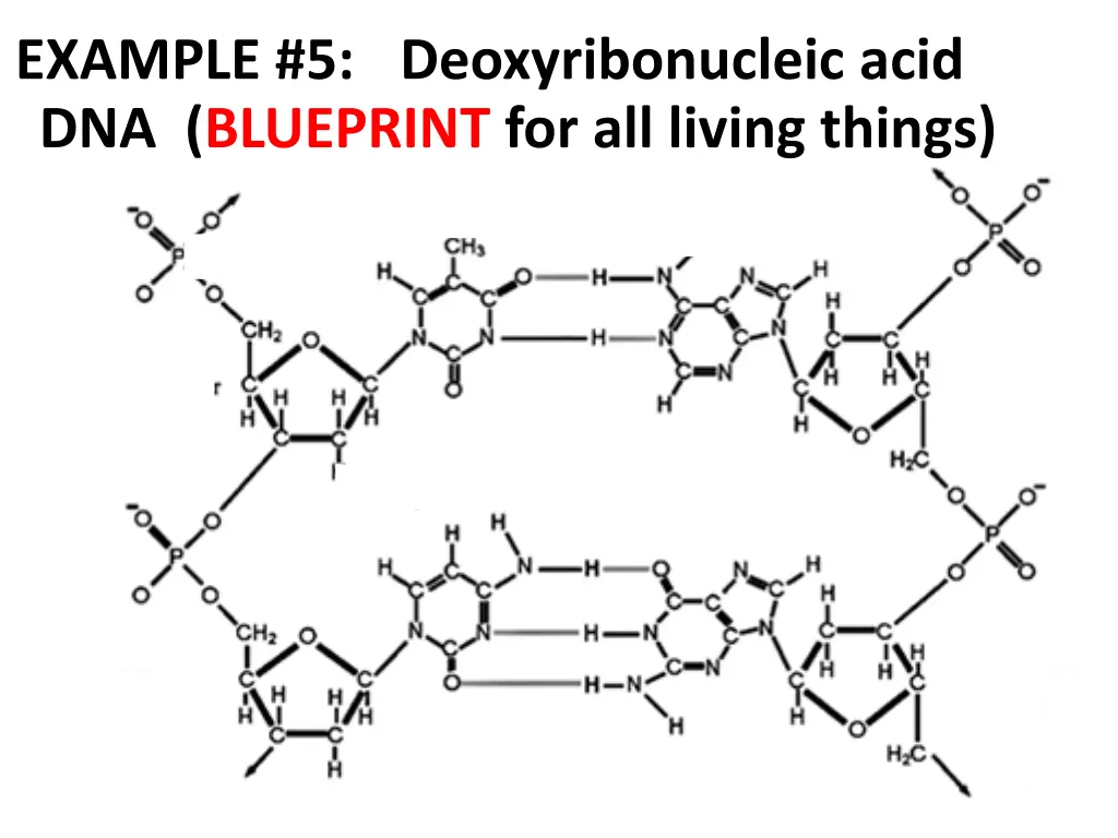 example 5 dna blueprint for all living things