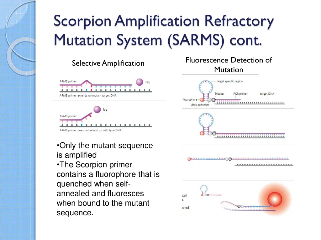 scorpion amplification refractory mutation system