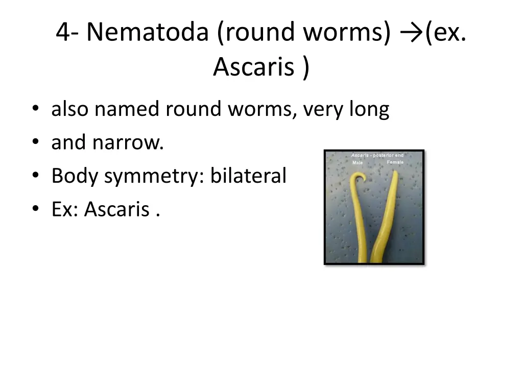 4 nematoda round worms ex ascaris