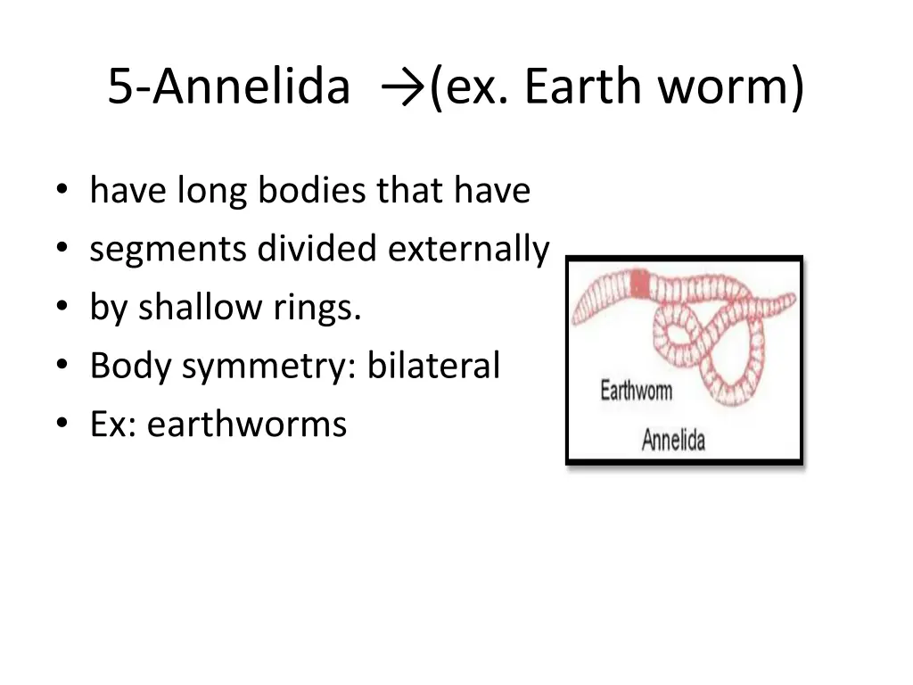 5 annelida ex earth worm