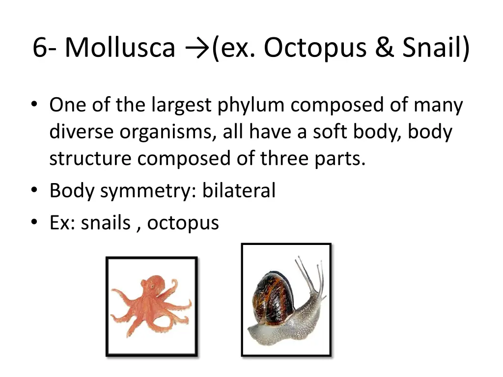 6 mollusca ex octopus snail