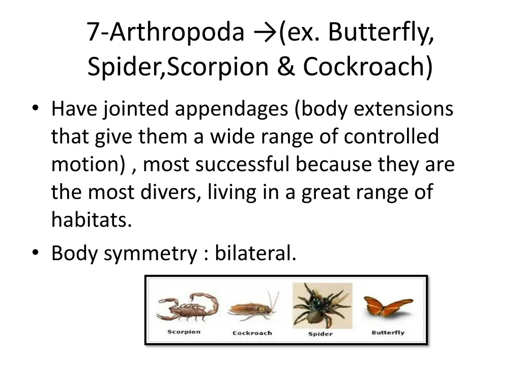 7 arthropoda ex butterfly spider scorpion