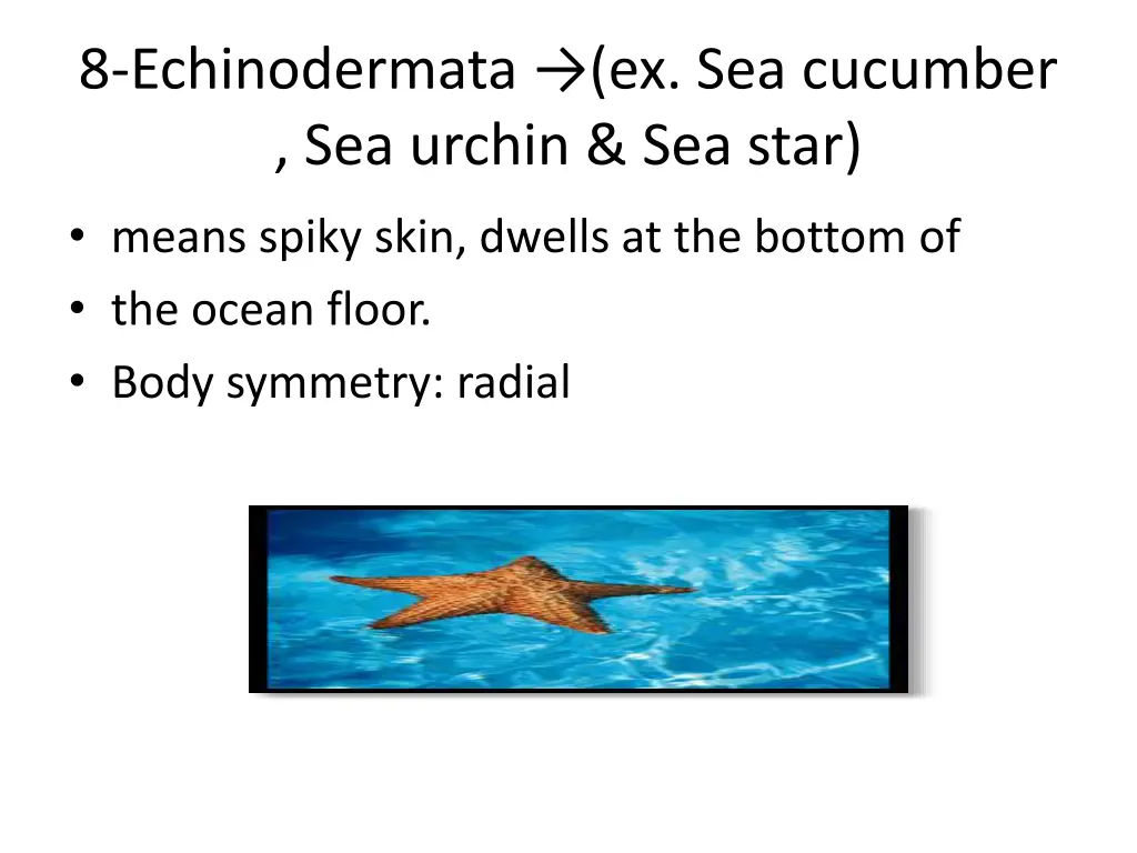 8 echinodermata ex sea cucumber sea urchin