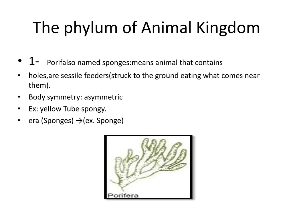 the phylum of animal kingdom