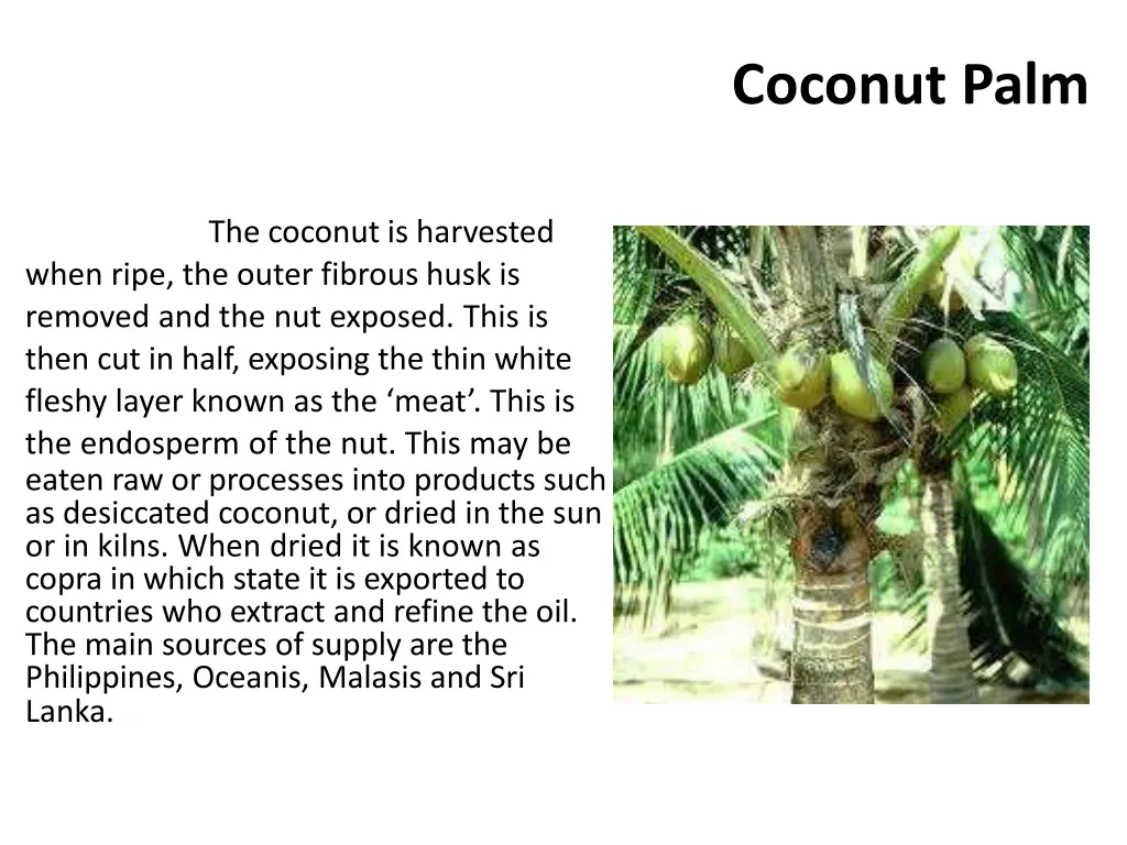 coconut palm