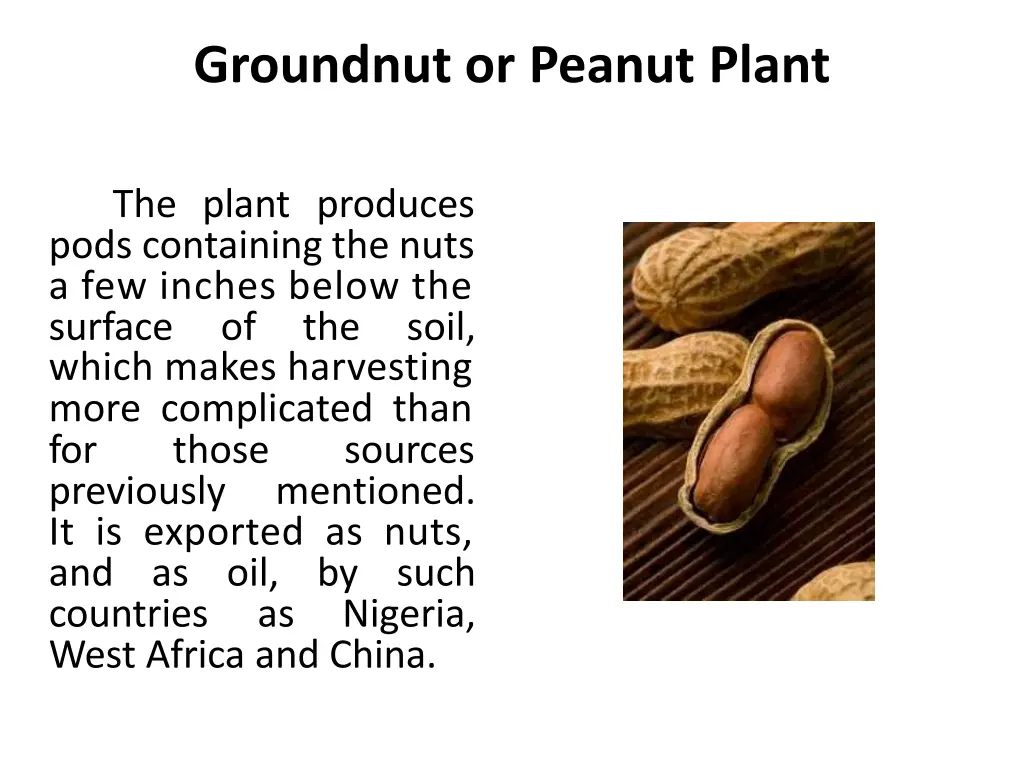 groundnut or peanut plant