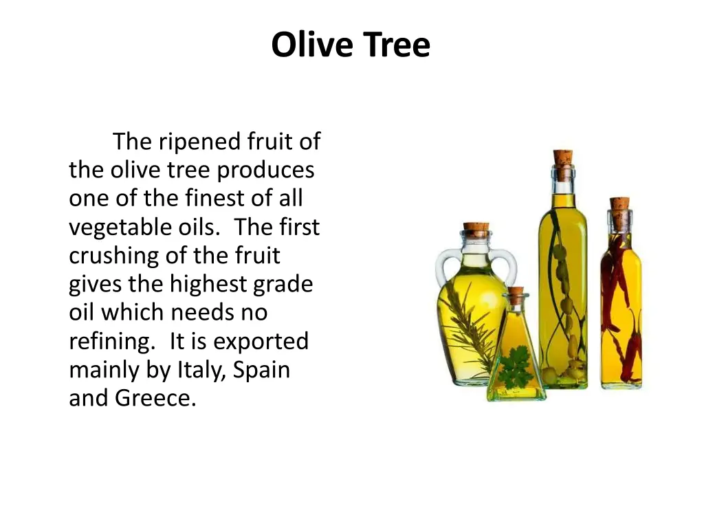 olive tree