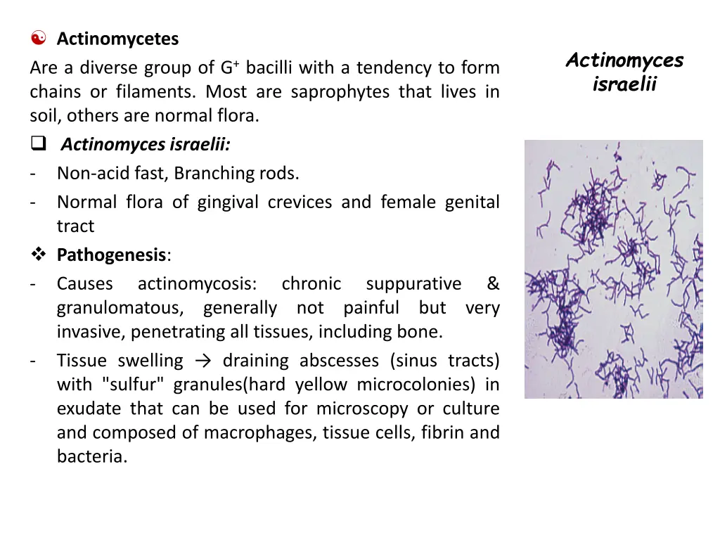 actinomycetes are a diverse group of g bacilli