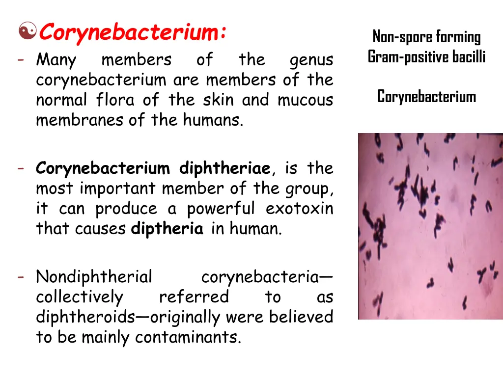 corynebacterium many members corynebacterium