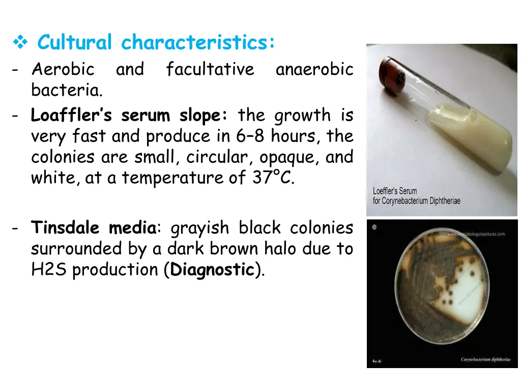 cultural characteristics aerobic and bacteria