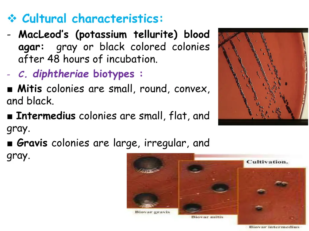 cultural characteristics macleod s potassium