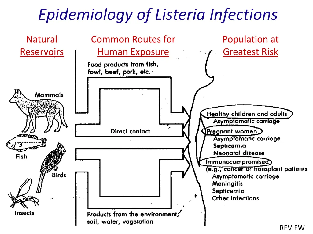 epidemiology of listeria infections