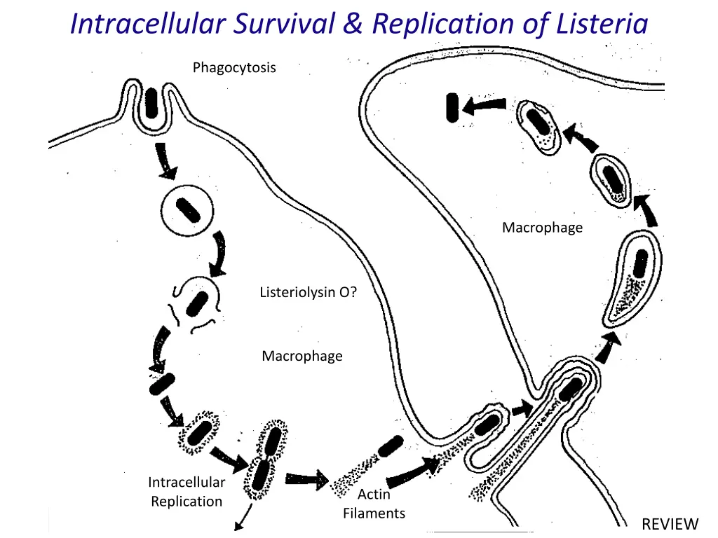 intracellular survival replication of listeria