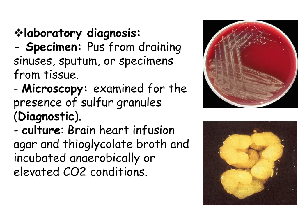 laboratory diagnosis specimen pus from draining