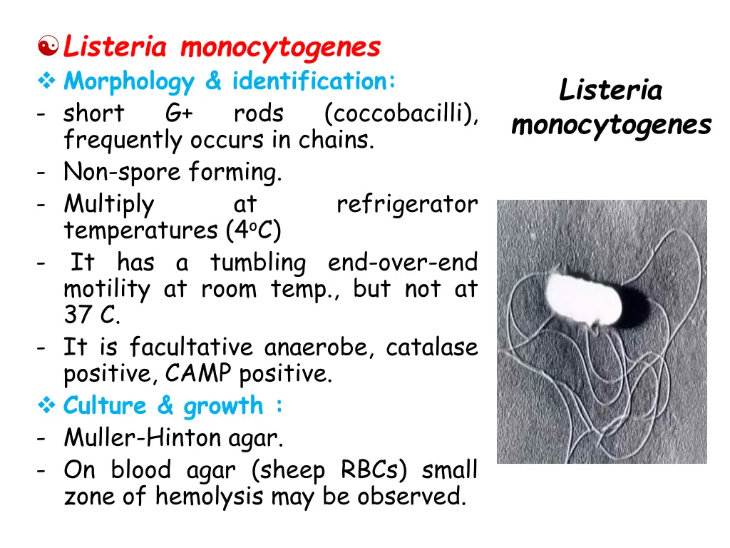 listeria monocytogenes morphology identification