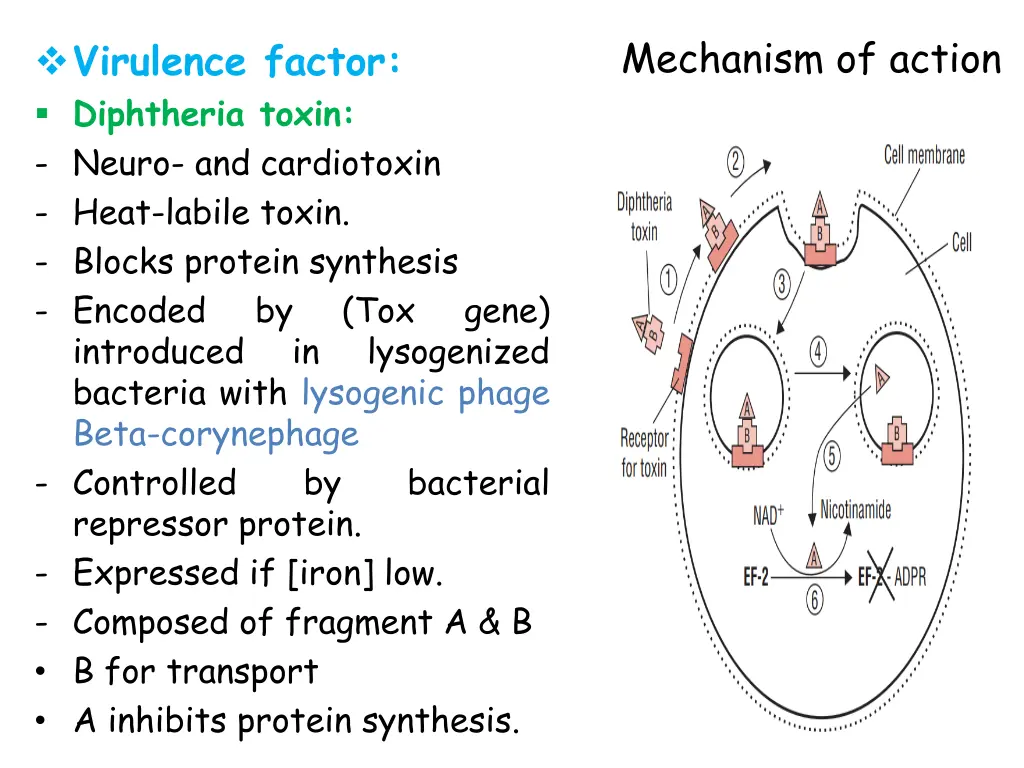 mechanism of action