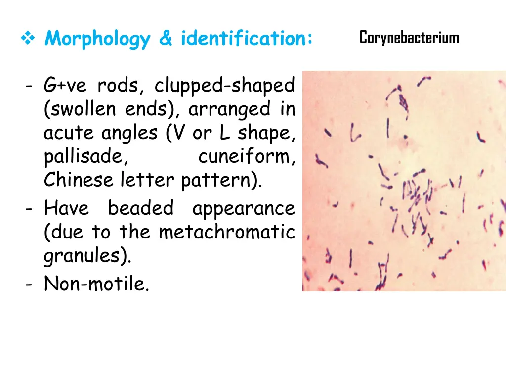 morphology identification