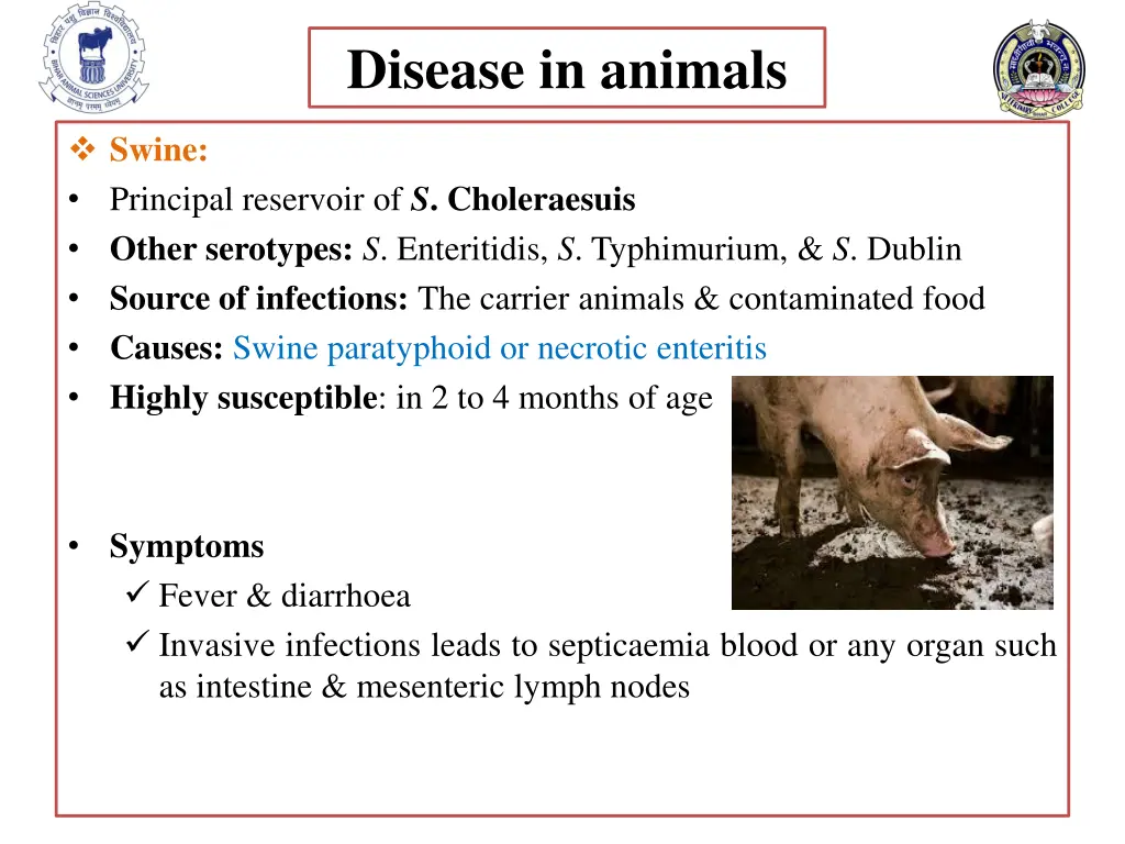 disease in animals 1