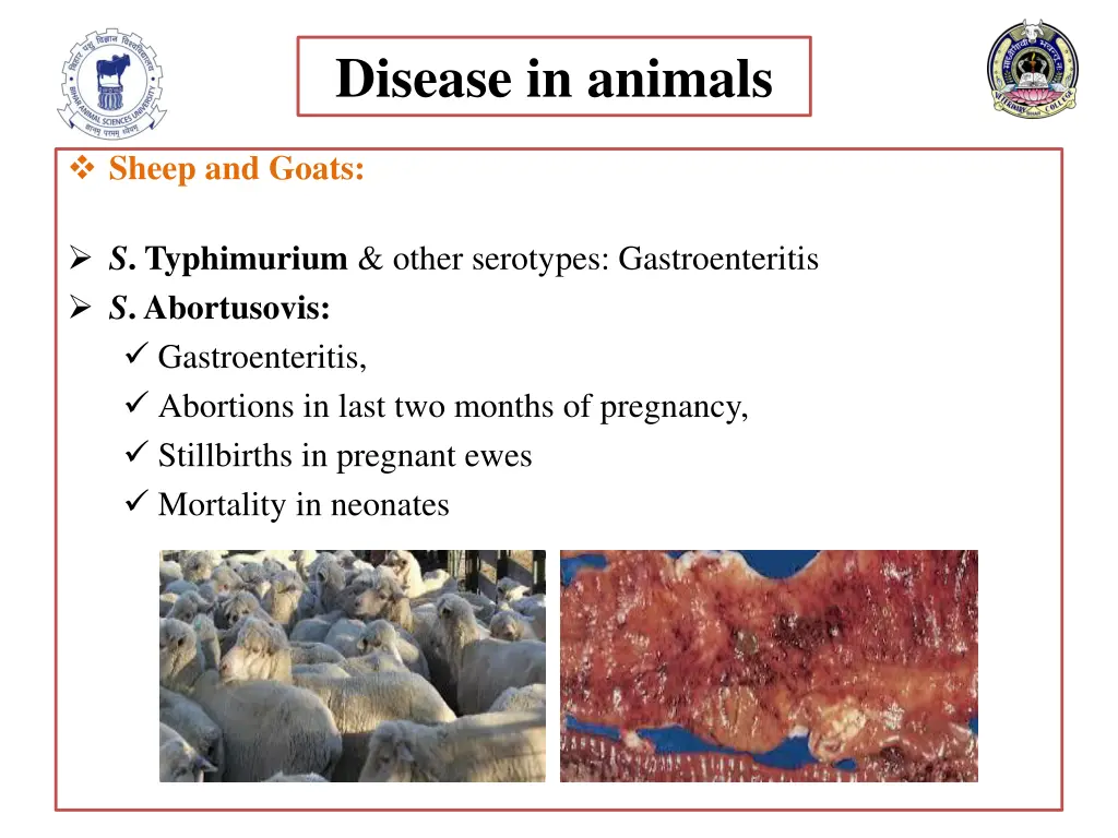 disease in animals 2