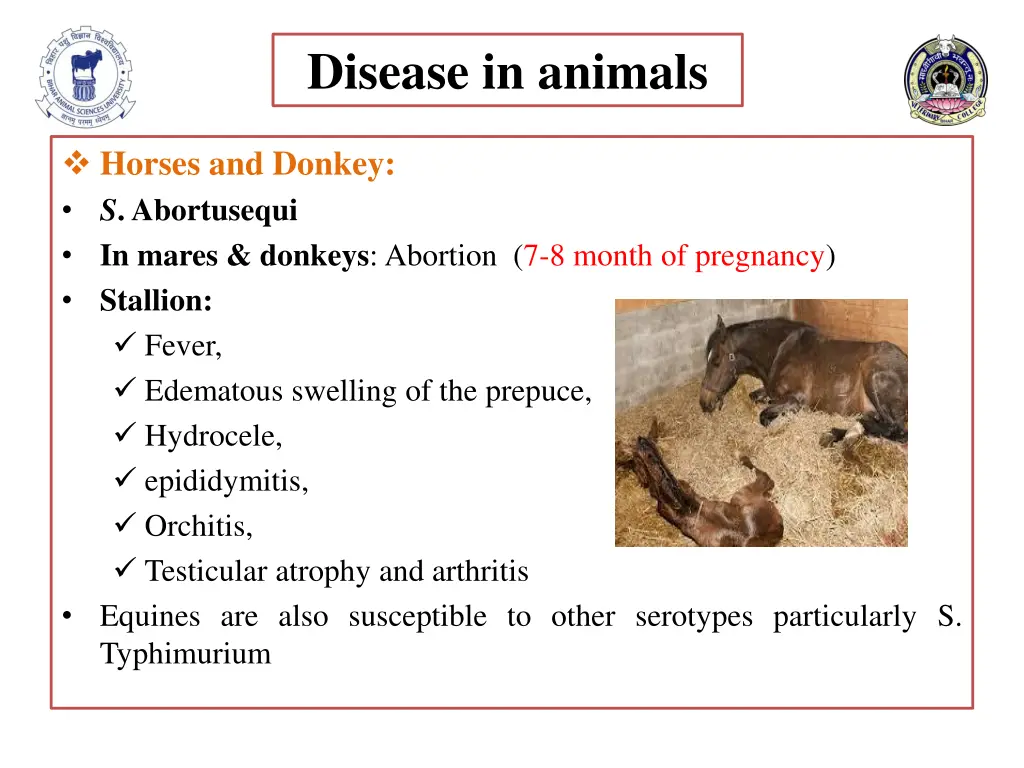 disease in animals 3