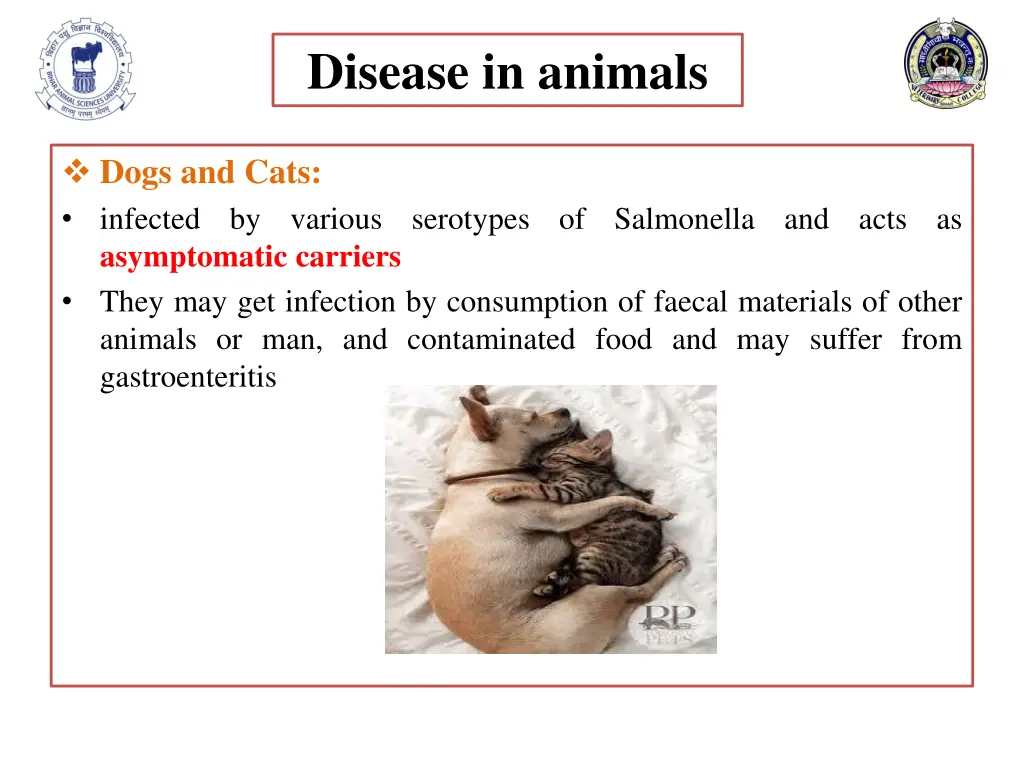 disease in animals 4