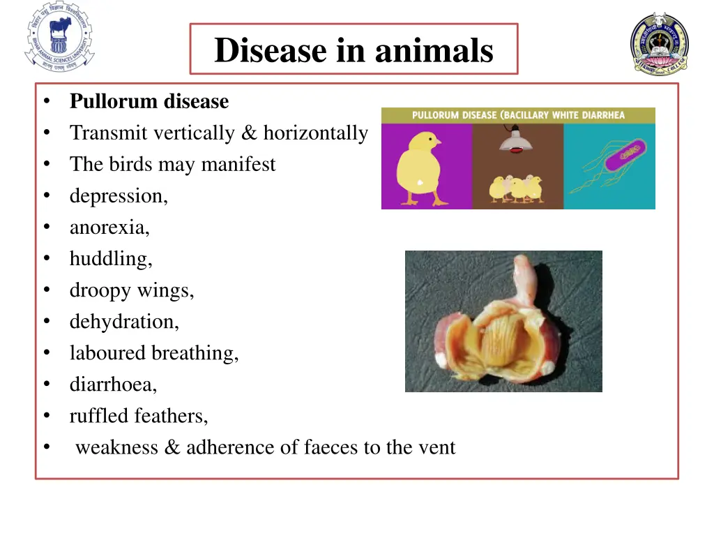 disease in animals 6