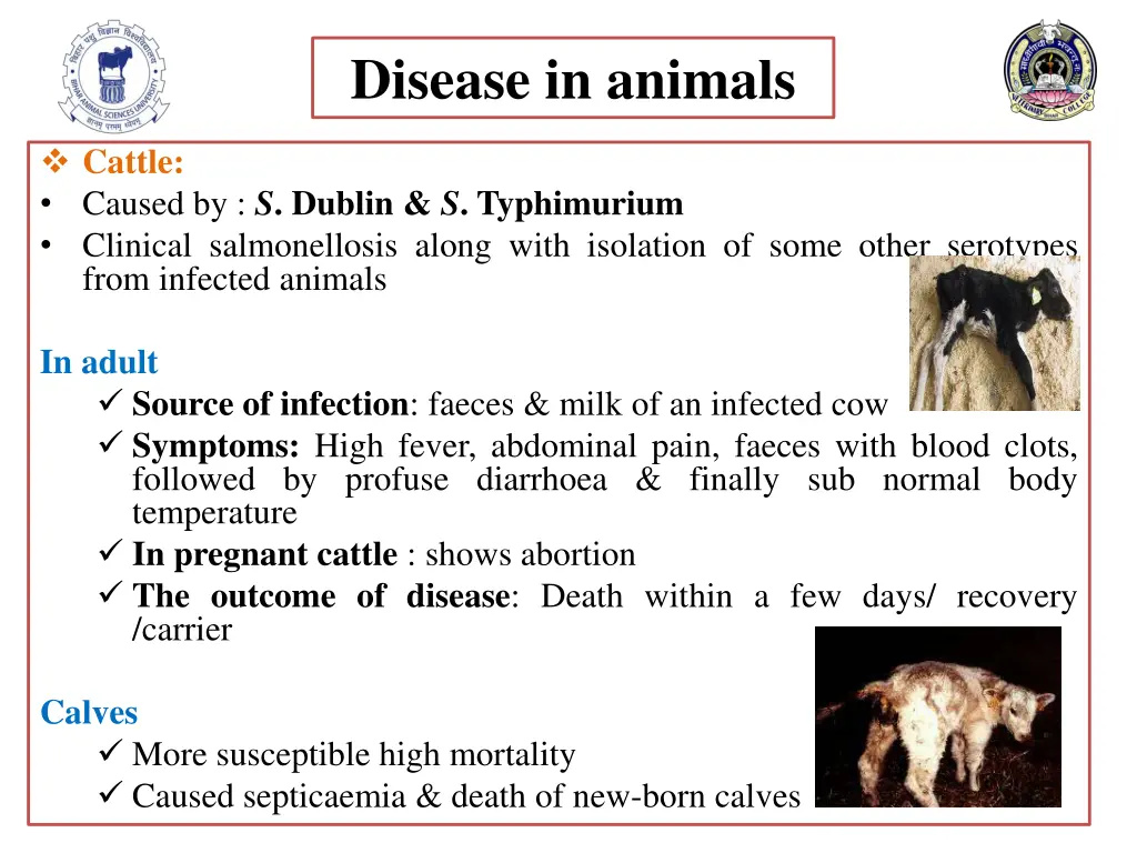 disease in animals