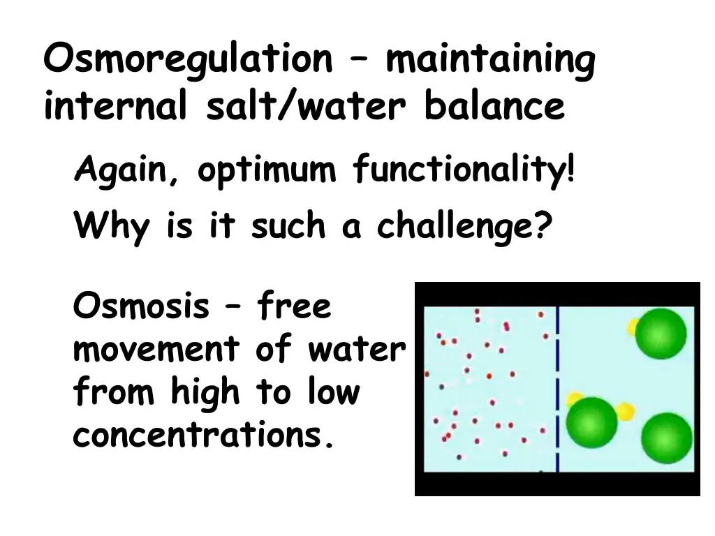 osmoregulation maintaining internal salt water