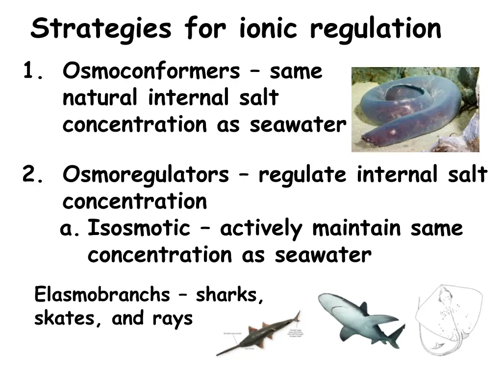 strategies for ionic regulation 1 osmoconformers