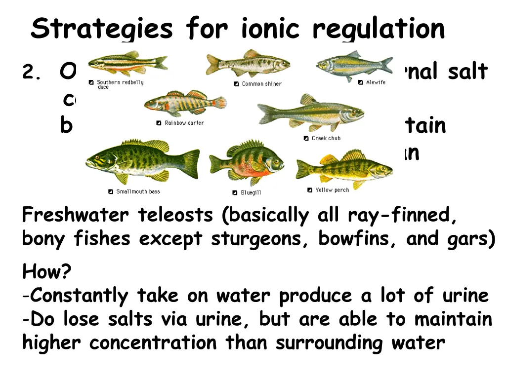 strategies for ionic regulation 2 osmoregulators 1