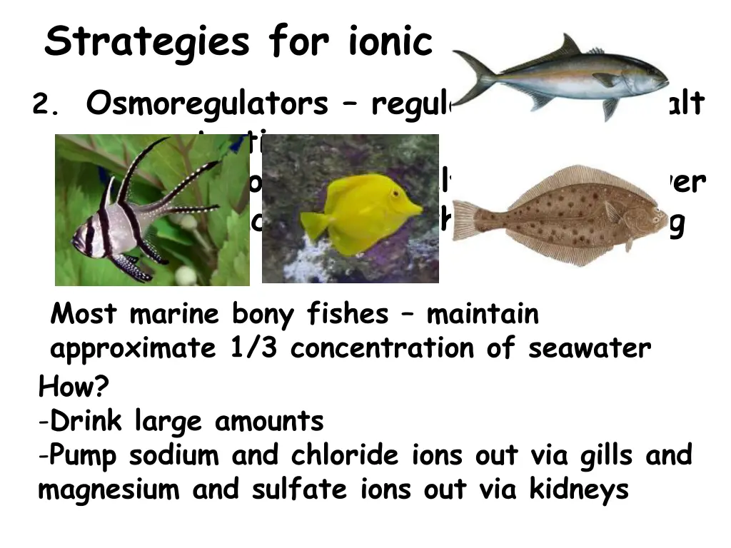 strategies for ionic regulation 2 osmoregulators