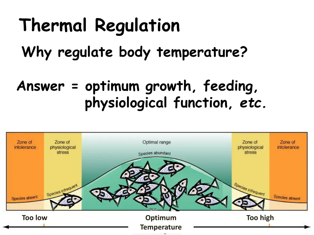 thermal regulation why regulate body temperature