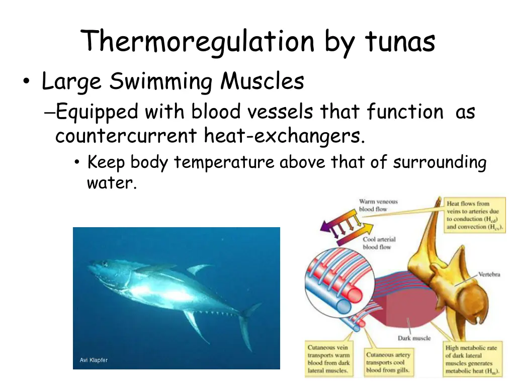 thermoregulation by tunas large swimming muscles