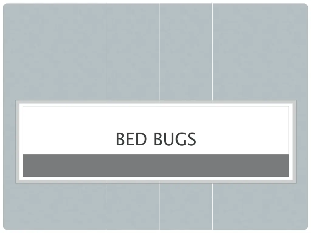 bed bugs