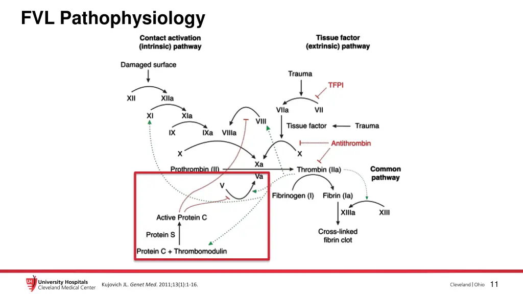 fvl pathophysiology