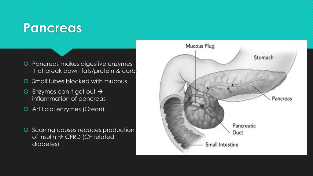 pancreas