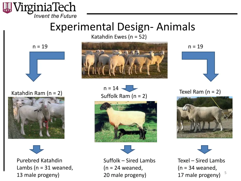 experimental design animals katahdin ewes n 52