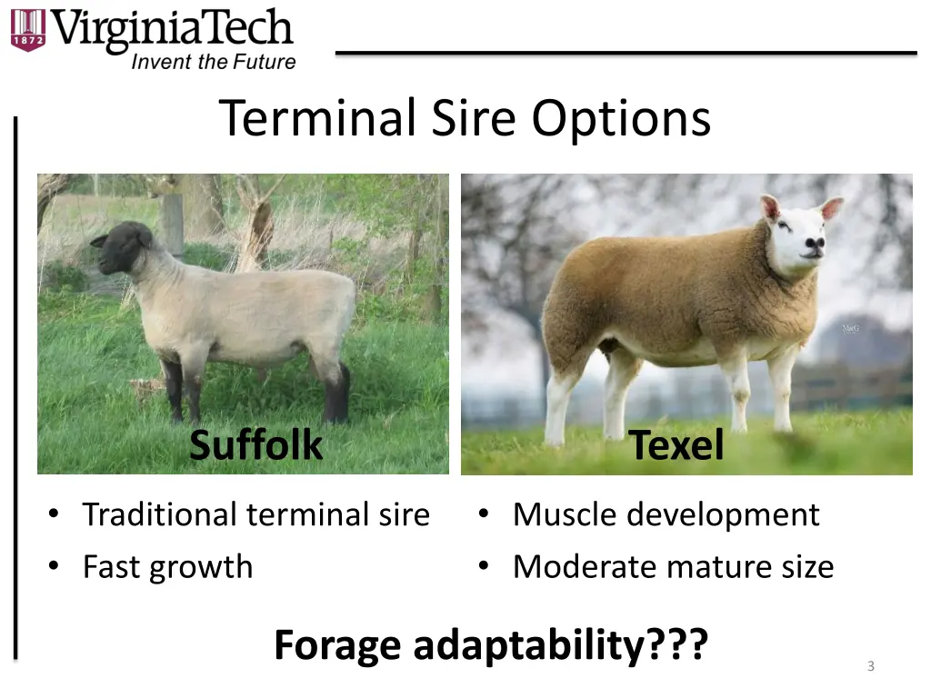 terminal sire options