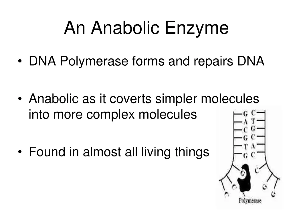 an anabolic enzyme