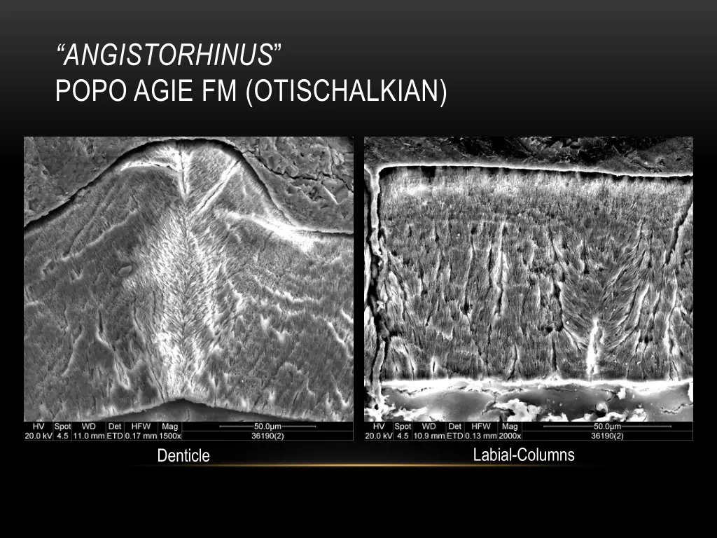 angistorhinus popo agie fm otischalkian