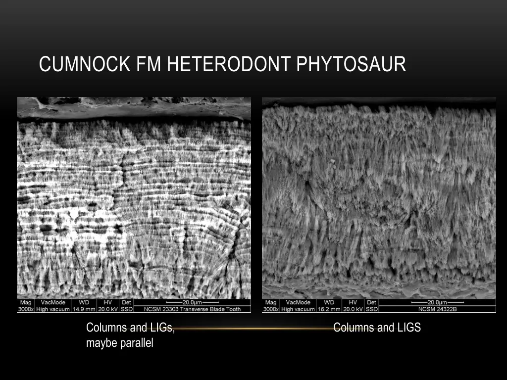 cumnock fm heterodont phytosaur