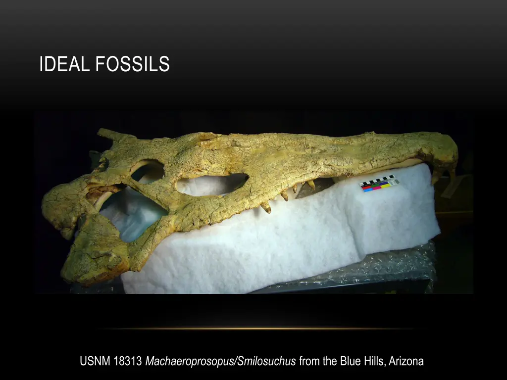 ideal fossils