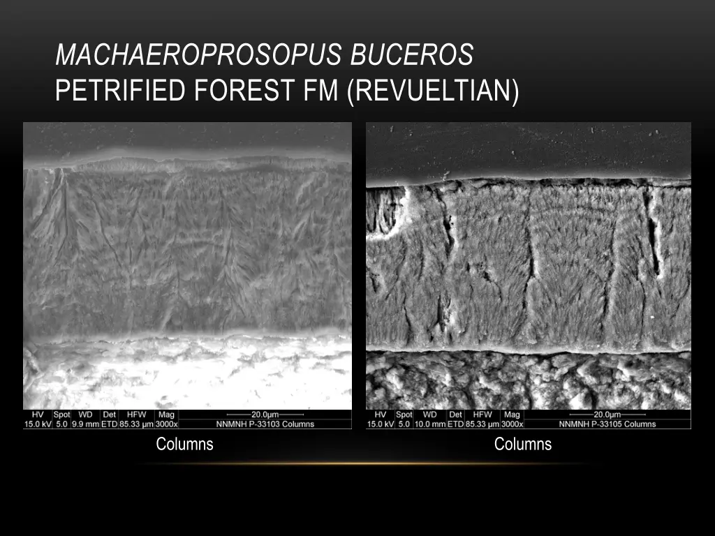 machaeroprosopus buceros petrified forest